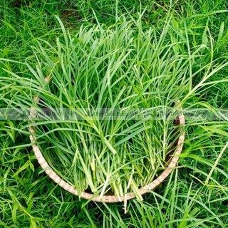 Cỏ mần trầu khô 500g, sạch, thơm, dùng gội đầu, giúp mượt tóc, mọc tóc, sạch gàu, mát gan, lợi tiểu