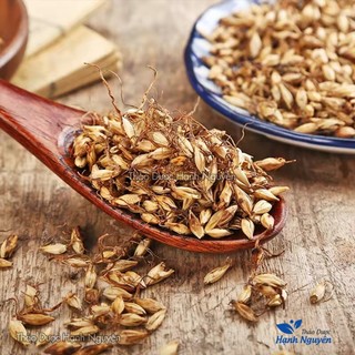 Mạch nha 100g, hạt lúa mạch, khô, thơm, sạch, không lẫn tạp chất - Thảo Dược Hạnh Nguyên