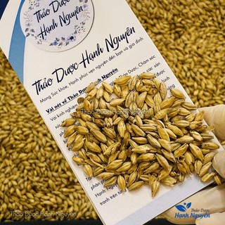 Mạch nha 100g, hạt lúa mạch, khô, thơm, sạch, không lẫn tạp chất - Thảo Dược Hạnh Nguyên