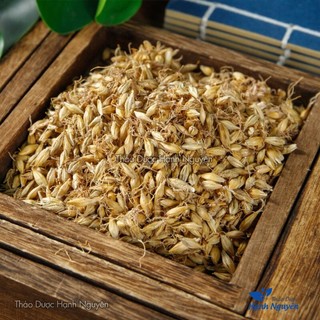 Mạch nha 1kg, hạt lúa mạch, khô, thơm, sạch, không lẫn tạp chất - Thảo Dược Hạnh Nguyên