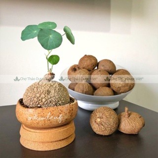Củ bình vôi khô 100g, thái lát, sạch, thơm, giúp an thần, ngủ ngon, tốt cho hệ tiêu hóa, dạ dày