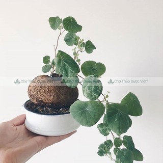 Củ bình vôi khô 1kg, thái lát, sạch, thơm, giúp an thần, ngủ ngon, tốt cho hệ tiêu hóa, dạ dày