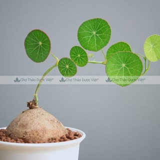Củ bình vôi khô 1kg, thái lát, sạch, thơm, giúp an thần, ngủ ngon, tốt cho hệ tiêu hóa, dạ dày