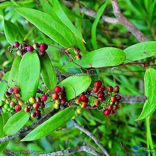 Thổ phục linh khô 100g, khúc khắc thái lát, loại ngọt, giảm đau xương khớp, tốt cho người bệnh gout