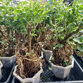 Cây bạch tuyết mai mini