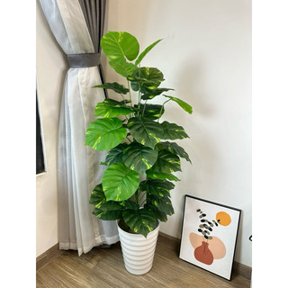 Cây giả Cây trầu bà lá đốm