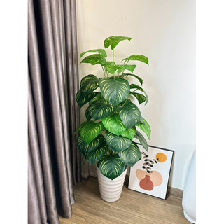 TRẦU BÀ SỌC 1M2 - CÂY GIẢ DECOR