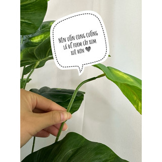 Cây giả Cây trầu bà lá đốm