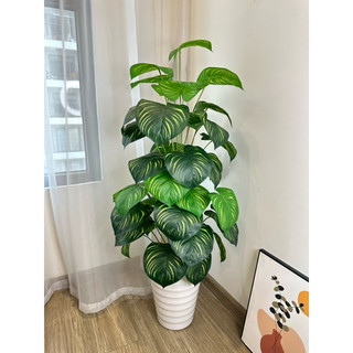 TRẦU BÀ SỌC 1M2 - CÂY GIẢ DECOR