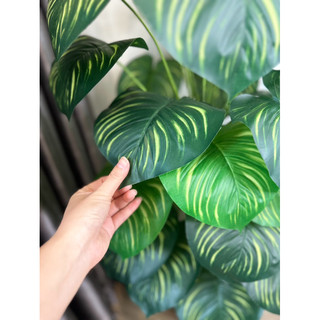 TRẦU BÀ SỌC 1M2 - CÂY GIẢ DECOR