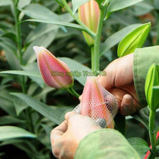 1Kg Túi lưới chụp hoa - LH13