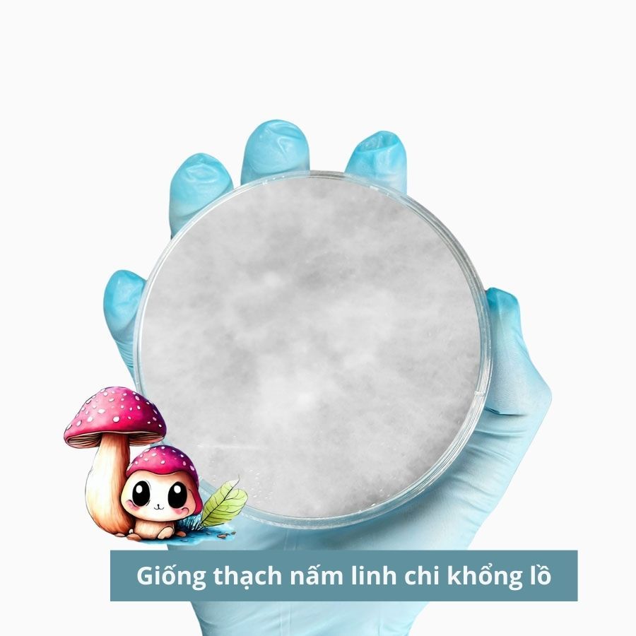 Giống thạch nấm linh chi khổng lồ 30gr, giống cấp 1 hàng có sẵn - 3C FARM