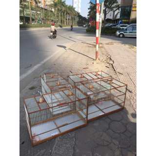 Khung lồng tập lực tự ráp loại 60cm, 80 cm, 1m dành cho chim chào mào, chích choè gỗ nan cáp quang