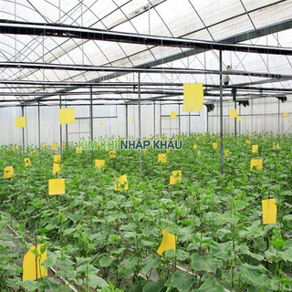 Miếng dán dính côn trùng, ruồi vàng 10 miếng - T34