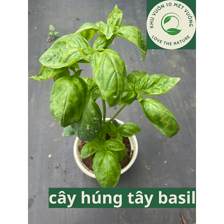 Cây Gia Vị Âu: Cây Húng Tây - Basil - Húng Quế Tây - Húng Quế Lá to - mùi hăng đậm, ngọt và mát