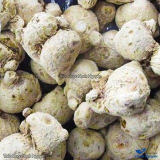 Tam thất nam 100g, củ to, khô, sạch, tốt cho tiêu hóa, giảm đau xương khớp, bổ khí huyết, tim mạch