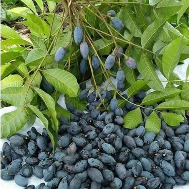 Cây giống trám đen nếp bầu rễ ổn định tỉ lệ sống cao(Đã bật hoả tốc)