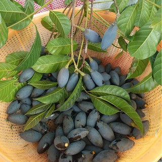 Cây giống trám đen nếp bầu rễ ổn định tỉ lệ sống cao(Đã bật hoả tốc)
