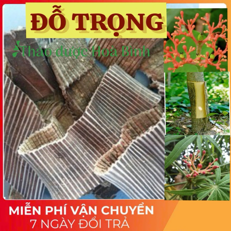 Đỗ Trọng bắc, đỗ trọng chích muối, khô, mới, nguyên chất