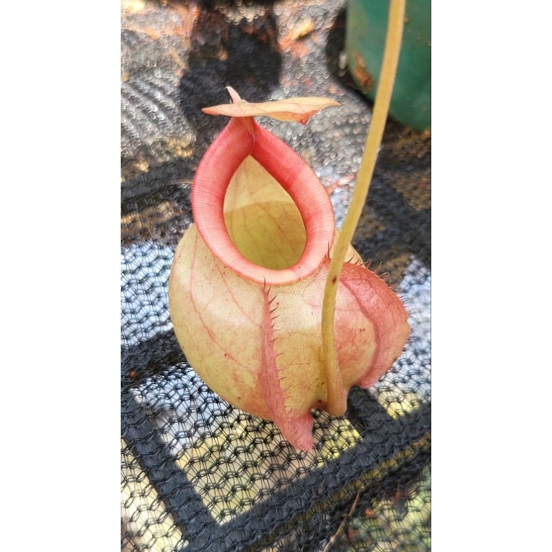 cây nắp ấm Viking ấm tròn lùn