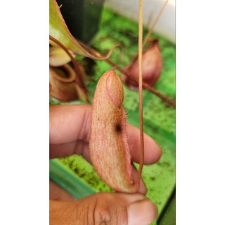 Cây nắp ấm N. kampotiana