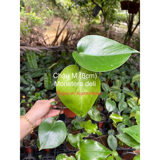 Cây Monstera (trầu bà xẻ lá)/ Kiểng lá/ cây trong nhà