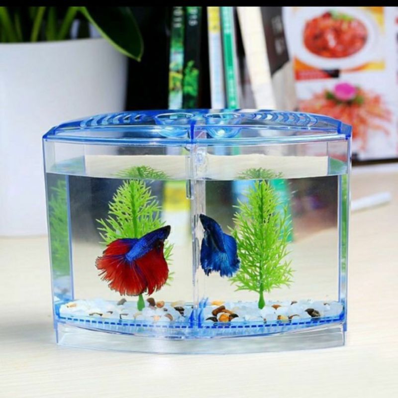Hồ Mica Nuôi Cá, Show Betta Guppy 1 Ngăn 2 Ngăn