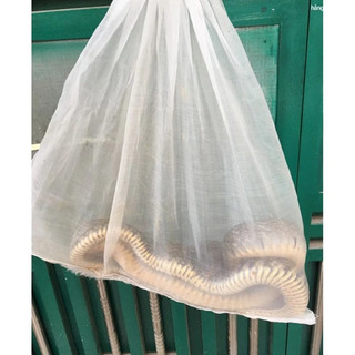 Túi đựng rắn 1m x 60cm thái lan