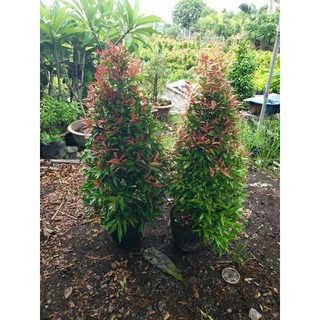 Cây Hồng Lộc 70cm-1m