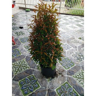 Cây Hồng Lộc 70cm-1m