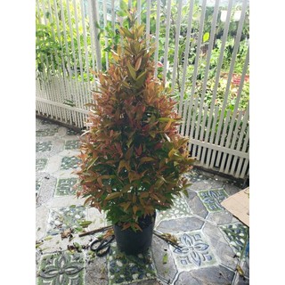 Cây Hồng Lộc 70cm-1m