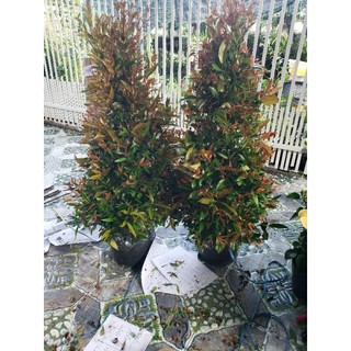 Cây Hồng Lộc 70cm-1m