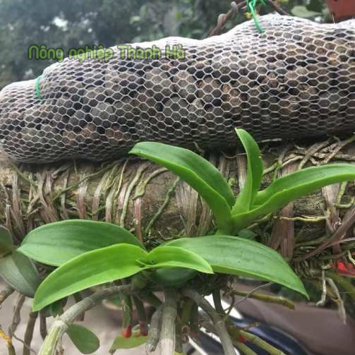 10 túi phân dê cho lan dài 10cm - GT7
