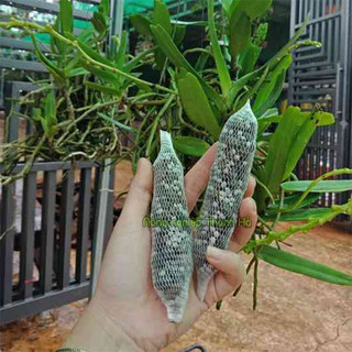 10 túi phân dê cho lan dài 10cm - GT7