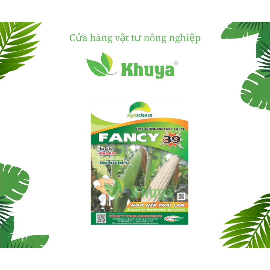 Hạt giống Bắp Ngô Nếp Lai F1 FANCY 39 - gói 500gr