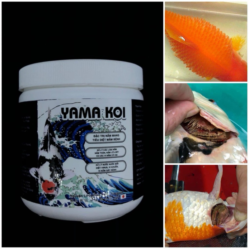 Yamakoi Diệt Nấm mang - Diệt sạch Vi Nấm Trong Hồ Cá Bị Bệnh