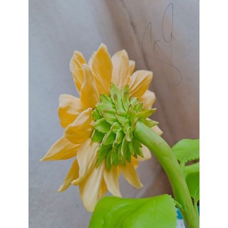 Hoa hướng dương đất sét