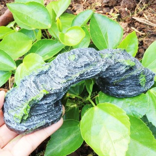 Cầu thang cho rùa, bò sát phơi nắng