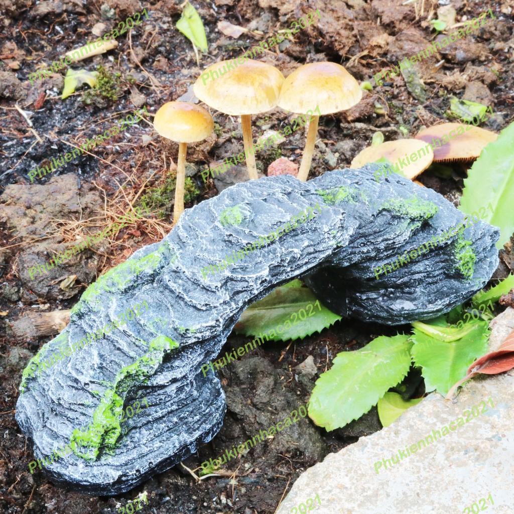Cầu thang cho rùa, bò sát phơi nắng