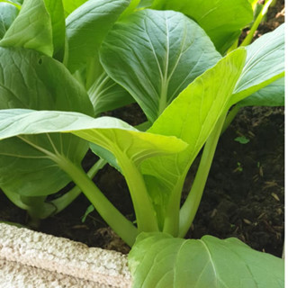 Hạt giống cải chíp xanh gieo tháng 9,10,11,12,1,1 dương lịch hay giữa mùa thu, đông, xuân