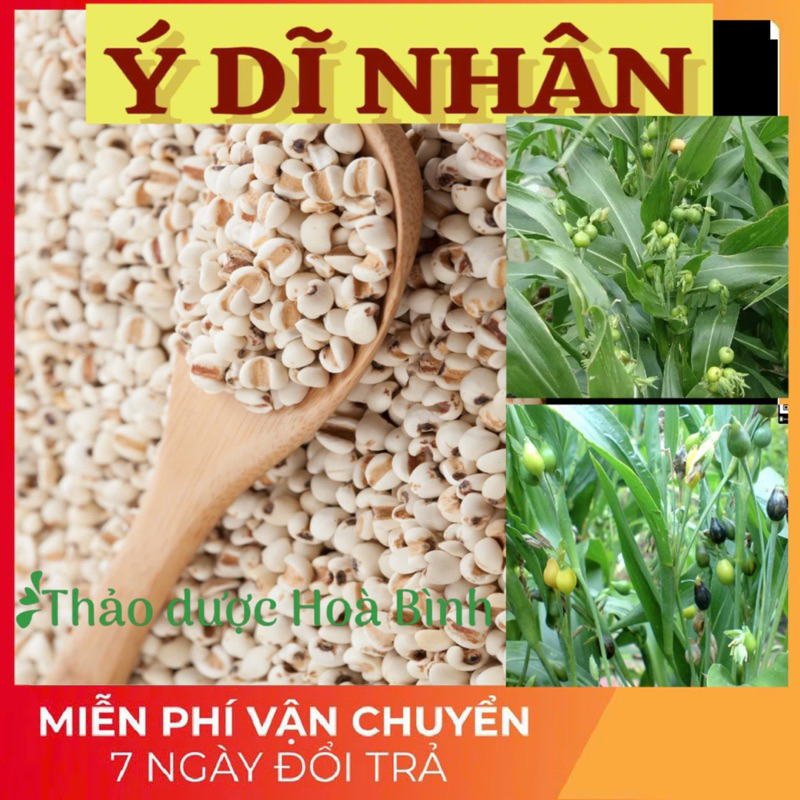 [ Shop Mới ] Y Dĩ Nếp Hạt To (Ý Dĩ Nhân, Hạt Bo Bo) - Bột Ý Dĩ