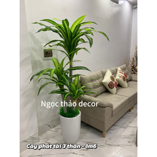 cây giả _ cây phát tài 1m6 , cây thiết mộc lan 3 thân giả