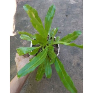 combo 3 bầu cây NGÒ GAI xanh tốt