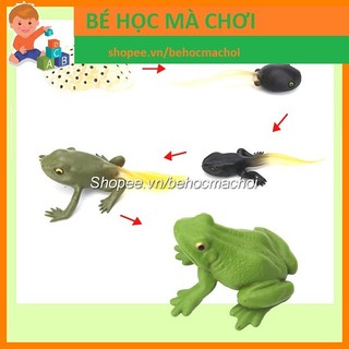 Mô hình vòng đời của ếch - Frog Life Cycle