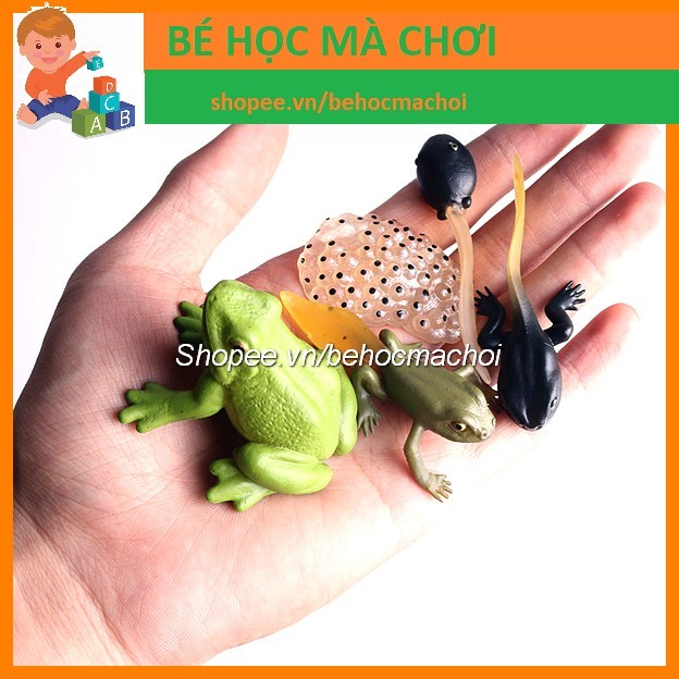 Mô hình vòng đời của ếch - Frog Life Cycle