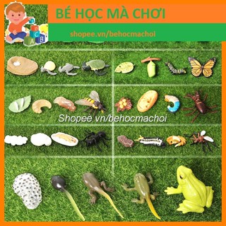 Mô hình vòng đời hình thành và phát triển các con vật kiến, gà, ếch, bướm