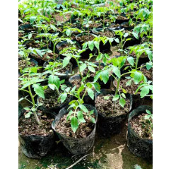 Hạt giống Cà chua bi cherry đỏ, vàng -  cây giống cà chua bi đỏ