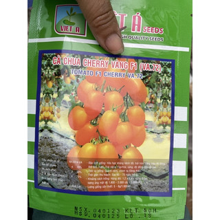 Hạt giống Cà chua bi cherry đỏ, vàng -  cây giống cà chua bi đỏ