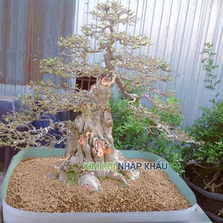 Đất akadama, Đất akadama trồng sen đá size ss - VTN13