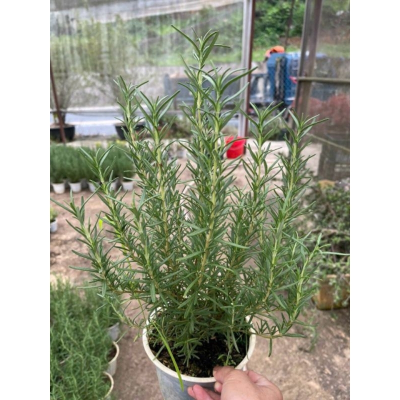 Chậu cây hương thảo (rosemary) - cây to khỏe (không ship miền Bắc)